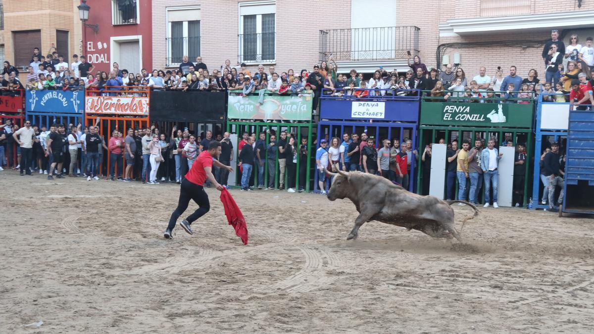 La expectación por el primer toro cerril de la Pascua Taurina de l’Alcora llenó en la tarde de ayer el recinto de aficionados.