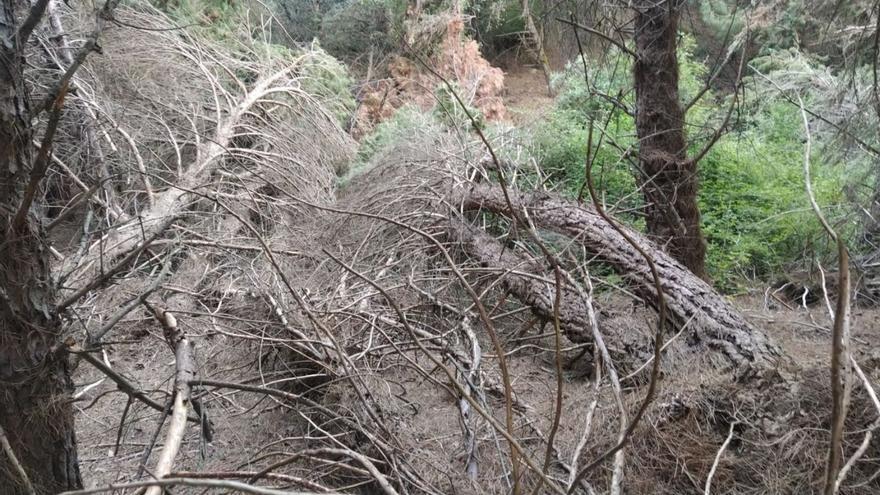 Cae una decena de árboles en el bosque de Valorio de Zamora