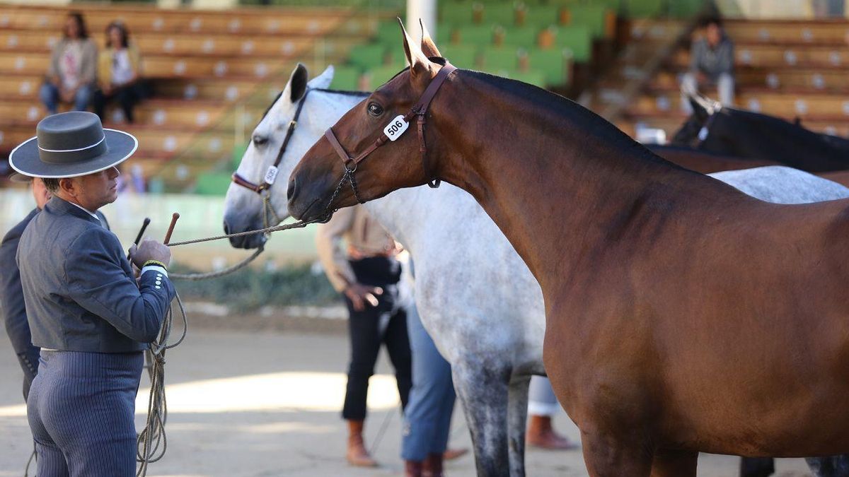 Ejemplares de la Yeguada Torrehermosa de Córdoba, durante una exhibición den Caballerizas Reales.
