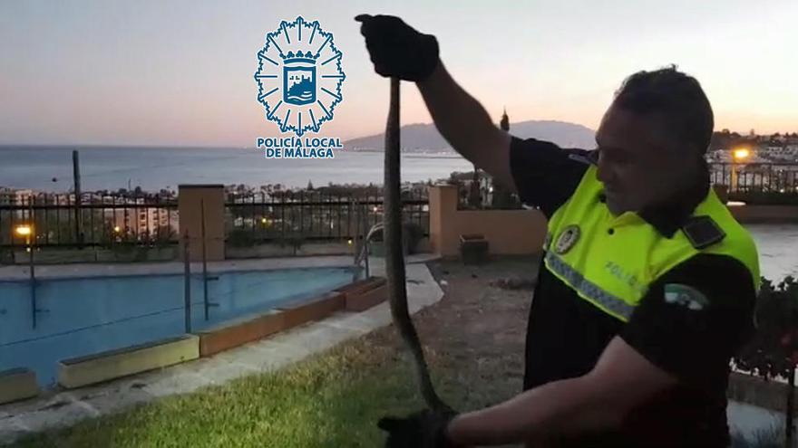 Serpiente de herradura de 1.60 metros capturada en Pinares de San Antón.