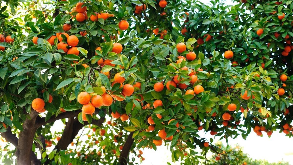 Los naranjos refrescan las ciudades en verano