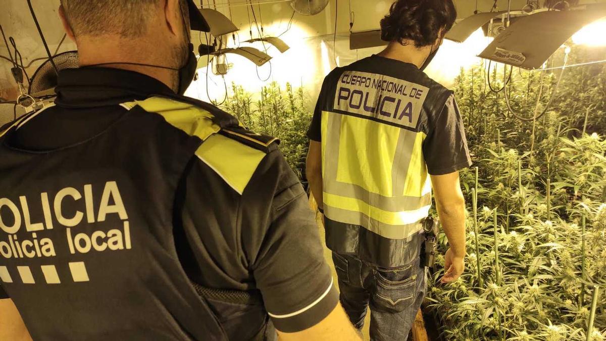 Agents de la Policia Local i de la Policia Nacional durant la intervenció de la plantació de marihuana a Llagostera