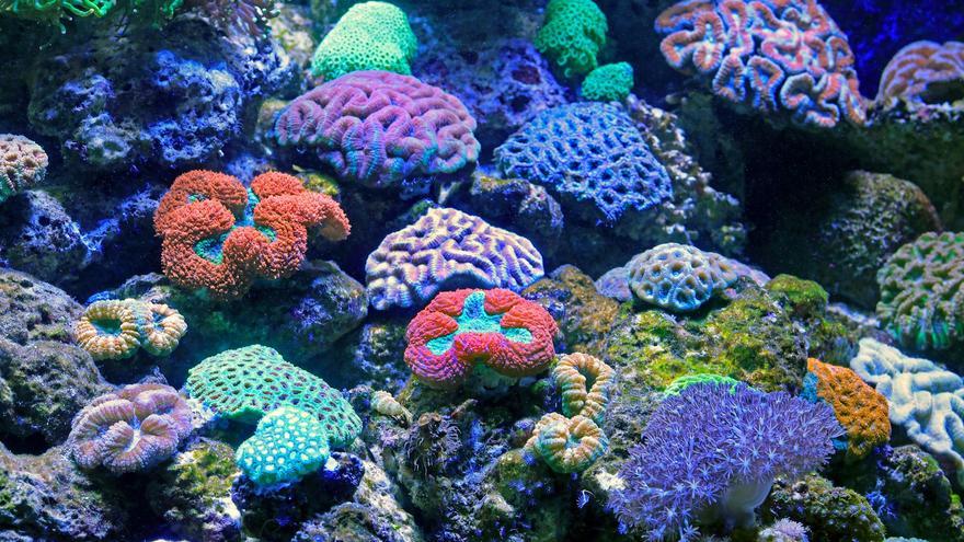 El 44% de las especies de coral se enfrentan a la extinción: estos son los motivos