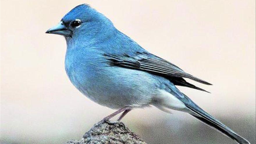 Un ejemplar de pinzón azul de Tenerife