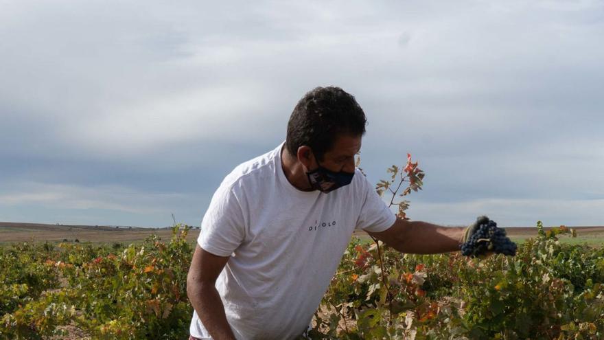 La sequía pone en jaque a la economía de Zamora, con efectos en empresas alimentarias y del vino