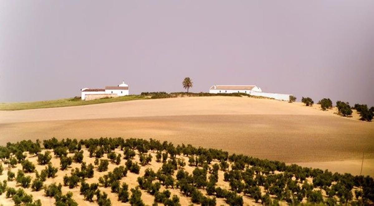 Saborear aceite de oliva en los patios cordobeses
