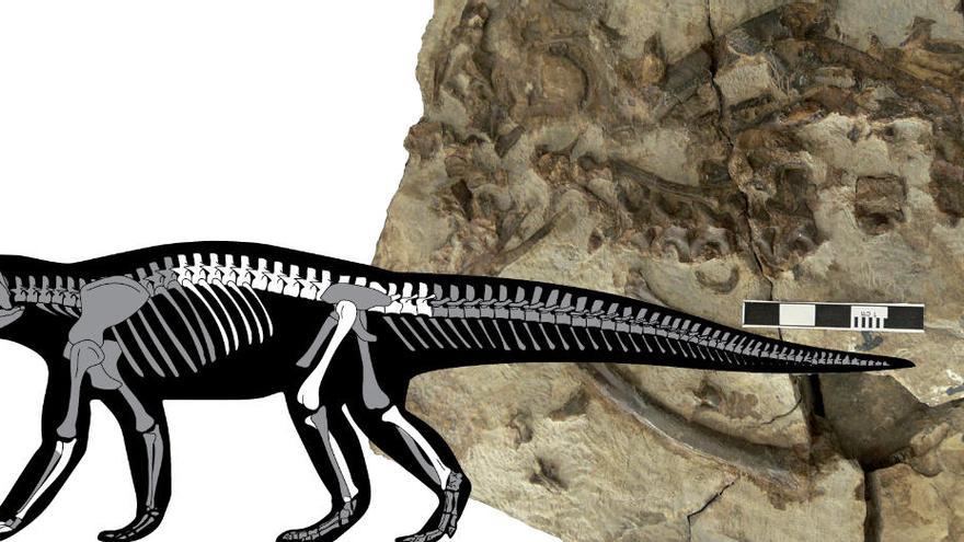 Aspecte del fòssil un cop preparat i silueta de l&#039;esquelet amb els elements anatòmics que s&#039;han identificat |