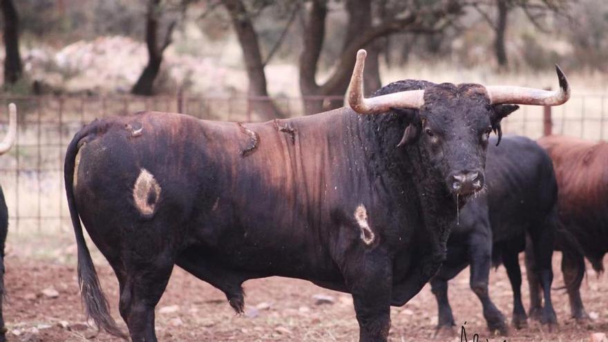 Bou de Sant Vicent 2023: El impresionante morlaco con el que la Vall d&#039;Uixó abrirá sus fiestas patronales de abril