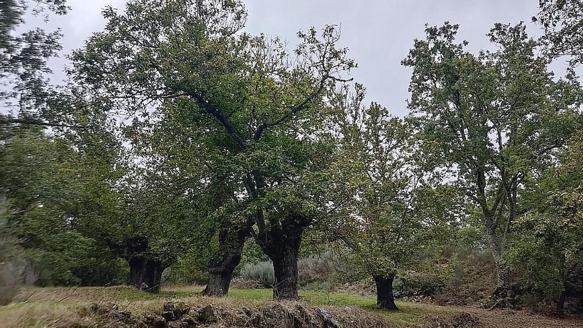 Un monte con castaños.