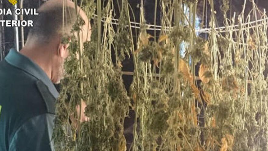 Dos detenidos en Calp con 53 plantas de marihuana