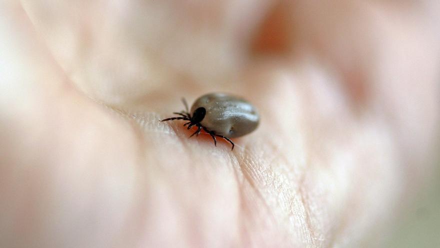 Picadura de garrapata: cómo actuar y qué hacer para evitarlas