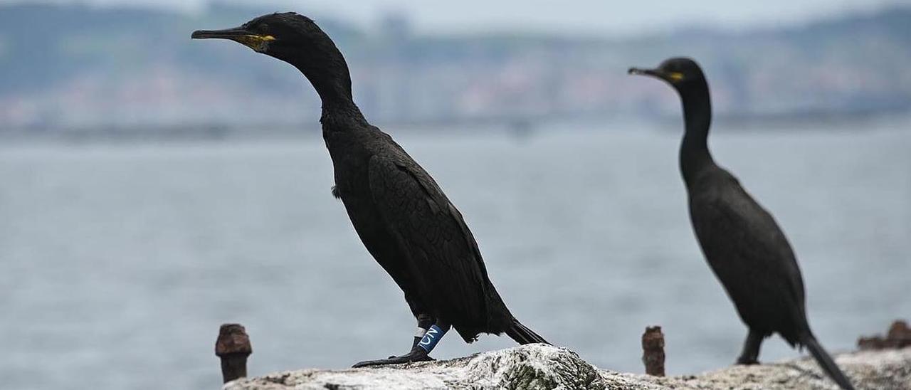 En primer término, el cormorán moñudo que fue anillado por la Universidade de Vigo en 2004 y localizó el BDRI la semana pasada.