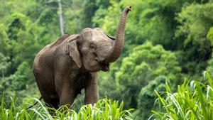 Un elefante asiático.