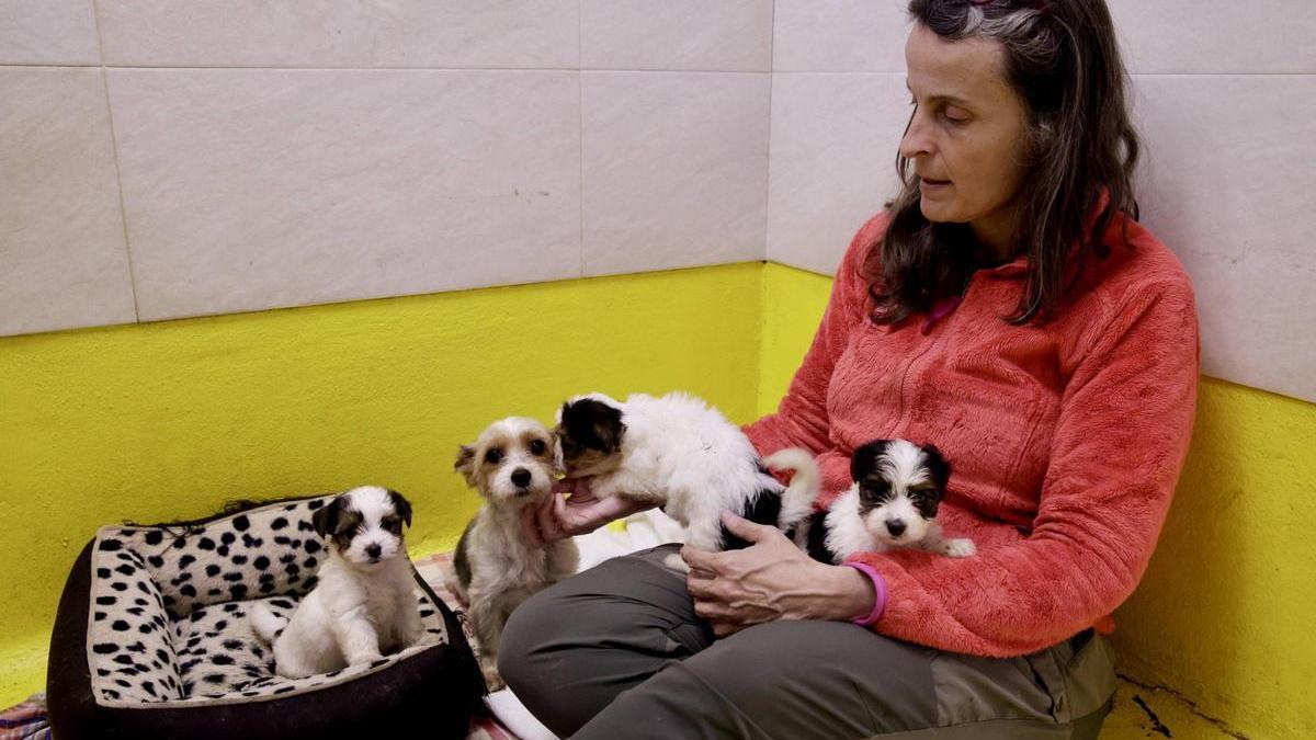 VÍDEO: Así evolucionan los perros del criadero ilegal de Gijón