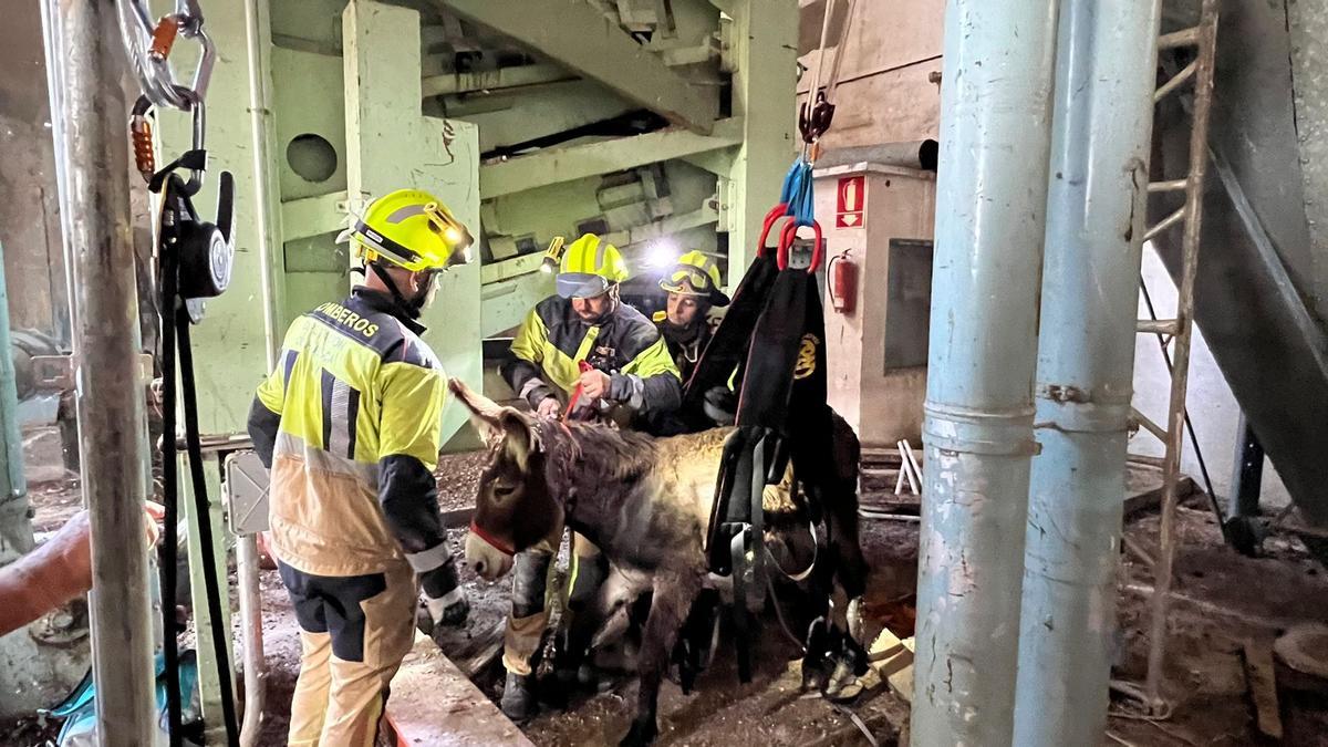 Rescate del animal del interior del silo de cuatro metros.