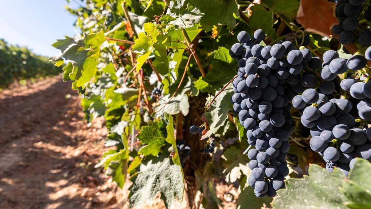 Un rácimo de uvas negras. Un rácimo de uvas negras.