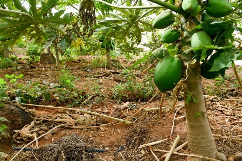 Dos jóvenes agricultores que cultivan, procesan y