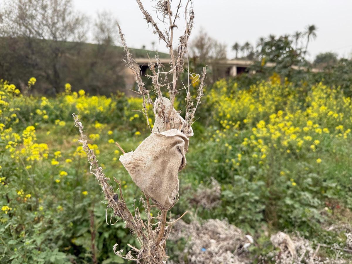 Una toallita entre la vegetación del sendero