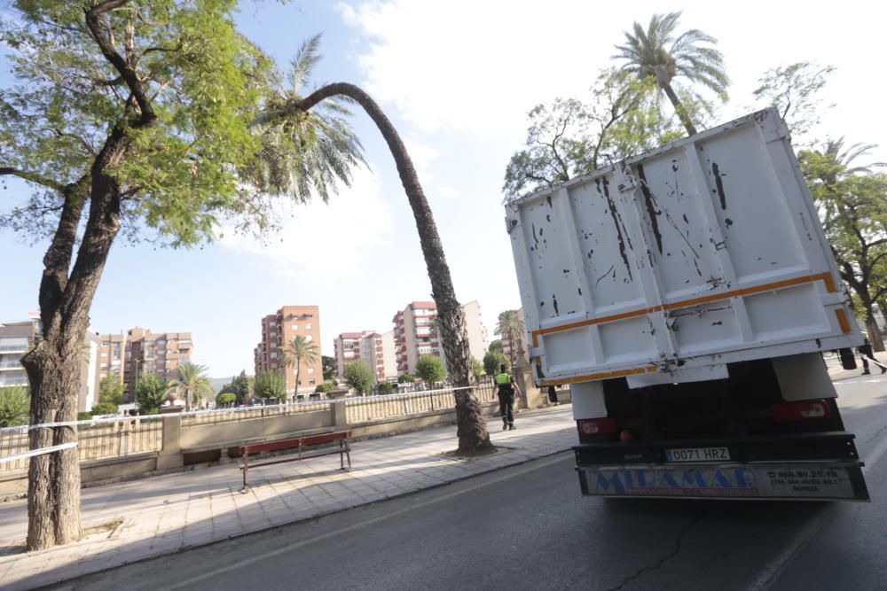 Una fuerte racha de viento hace caer una palmera