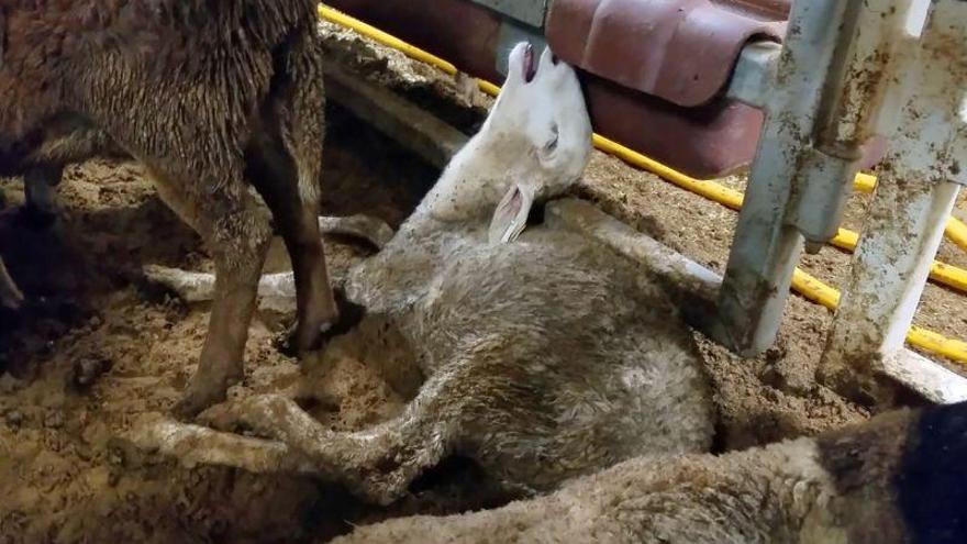 Polémica en Australia por la muerte de 2.400 ovejas en condiciones denigrantes