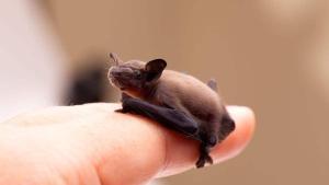 Un ejemplar de murciélago abejorro, el mamífero más pequeño