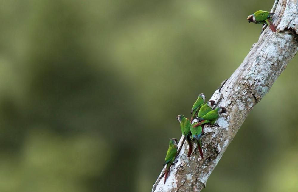 Recuperación de especies en Loro Parque