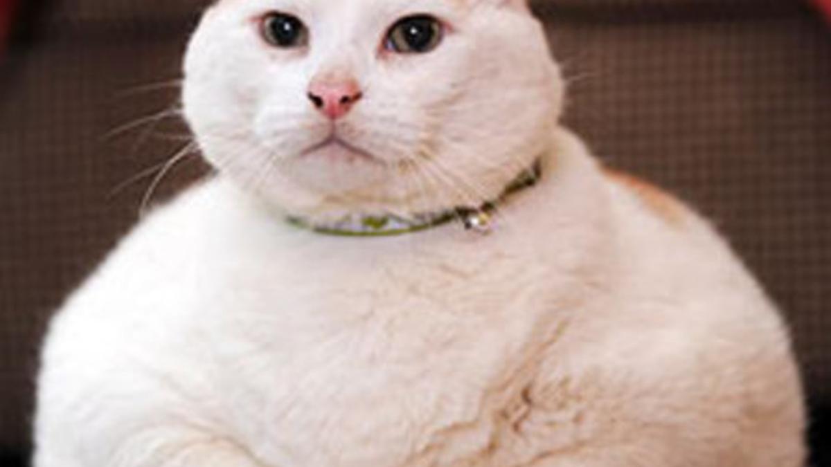El gato más gordo del mundo.
