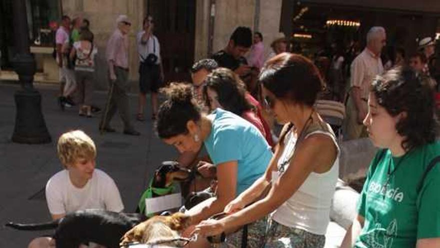 Campaña de Defensa Animal Zamora para fomentar la adopción de animales.