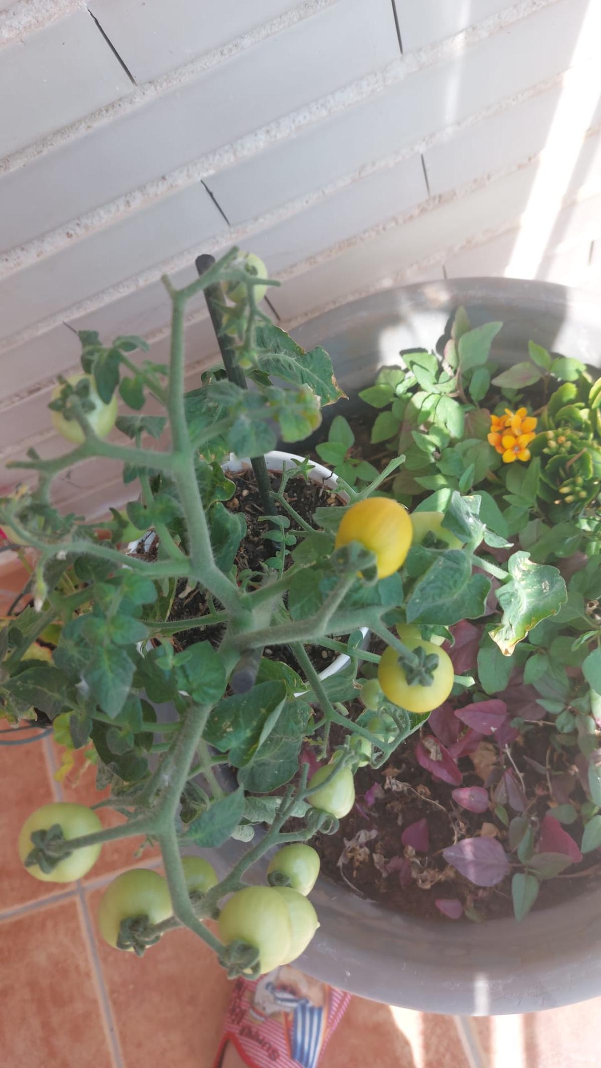 Tomate cherry plantado en maceta en un balcón.