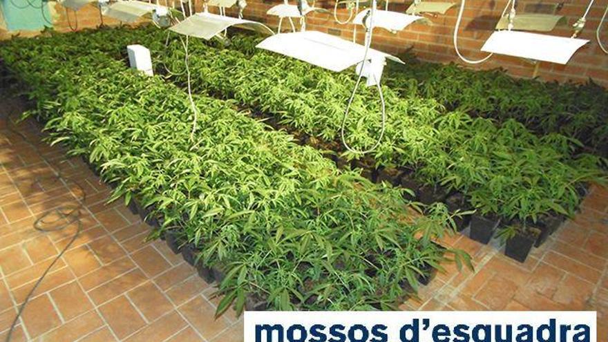 Les plantes confiscades