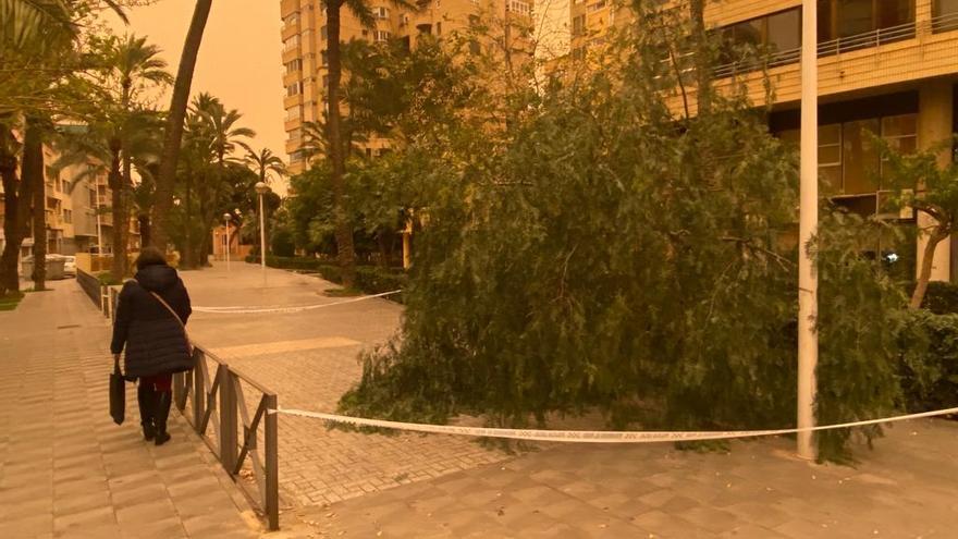 Las fuertes rachas de viento han tirado un árbol en Elche