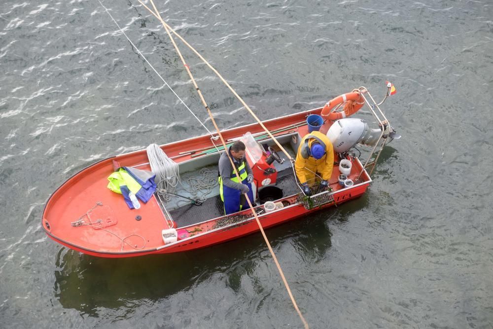 Libre marisqueo bajo el puente de A Illa