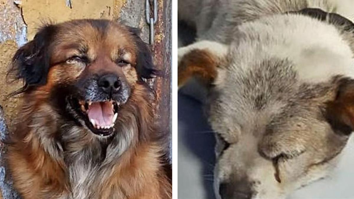 Romeu i Julieta: es busca família per a dos gossos inseparables després de ser maltractats pel seu amo