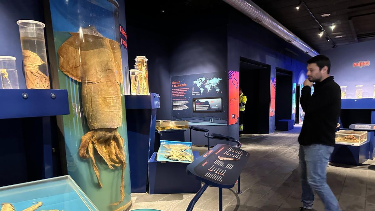 ¿Por qué es único en el mundo el Museo del Calamar Gigante de Luarca?