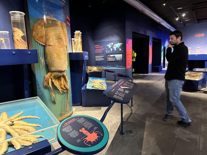 EN IMÁGENES: Todo lo que esconde el Museo del Calamar Gigante de Luarca