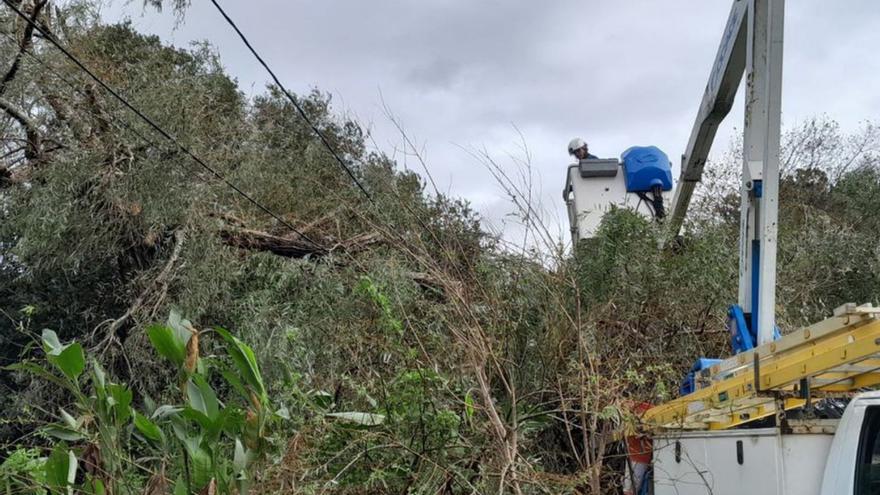 Retirada del árbol que cayó sobre el tendido.  | // GONZALO NÚÑEZ