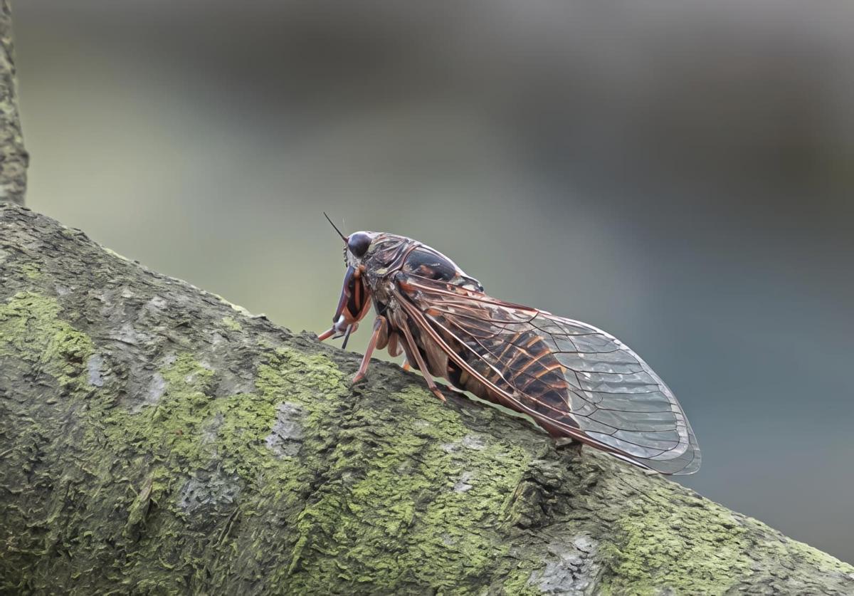 Tettigetalna en Columbiello