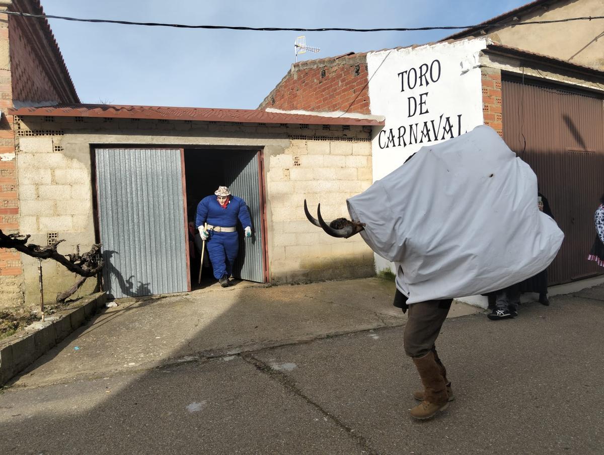 GALERÍA | El Toro de Carnaval de Morales de Valverde, en imágenes