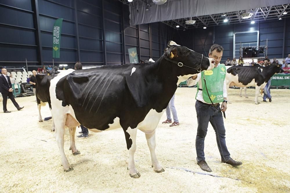 Las mejores vacas de Asturias se citan en la Feria de San Antonio de Gijón.