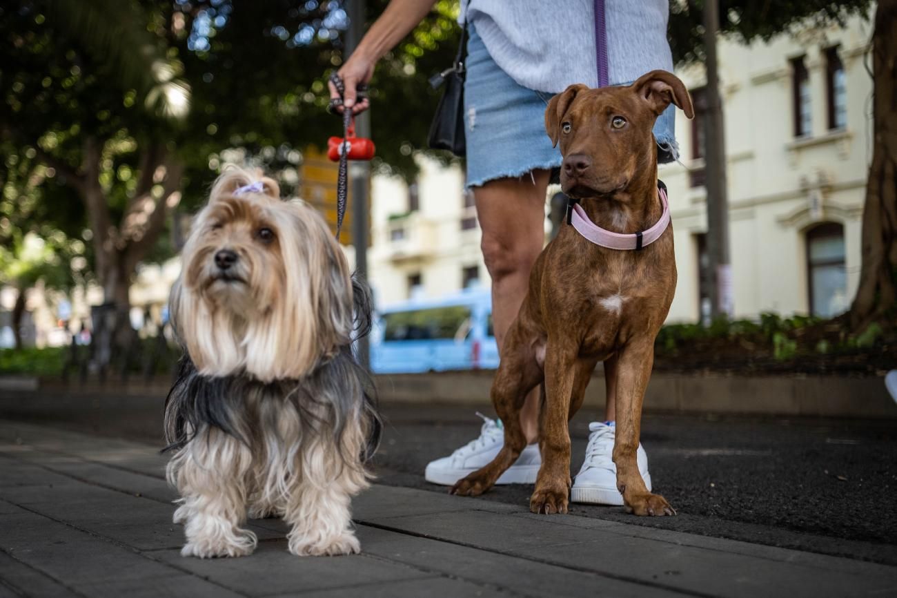 Presentación de las actividades del Día de los Animales Santa Cruz