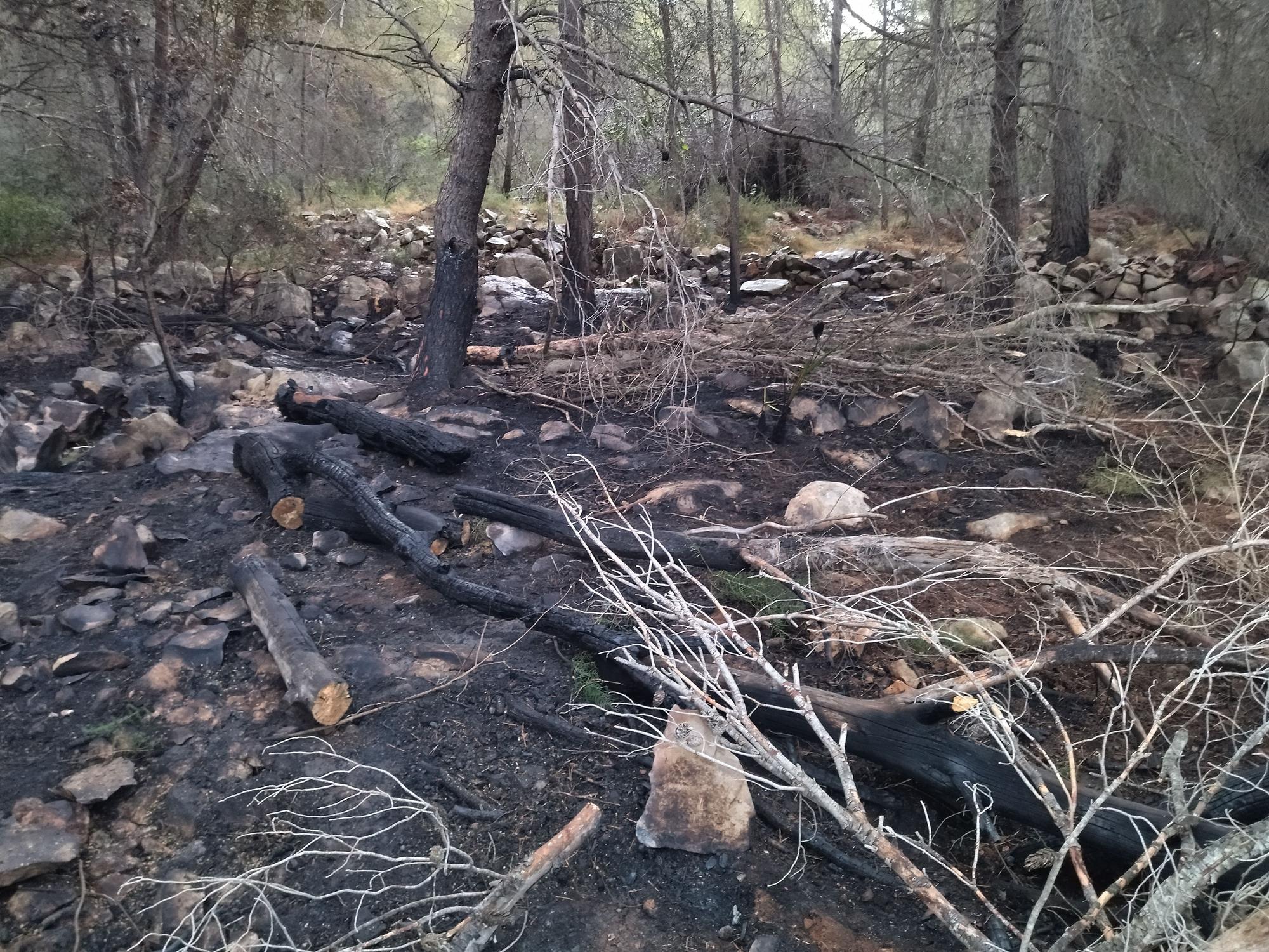 La lluvia refresca el bosque calcinado por el enésimo incendio en el Montgó