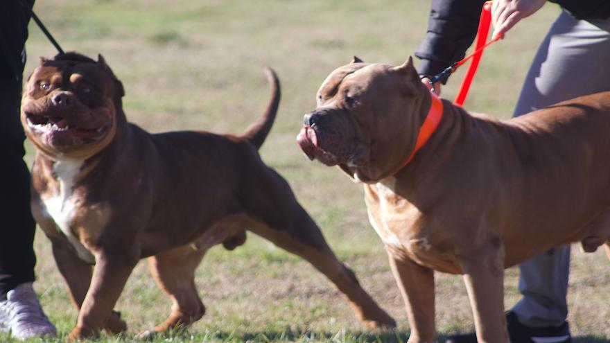 GALERÍA | Los mejores perros American Bully toman Zamora