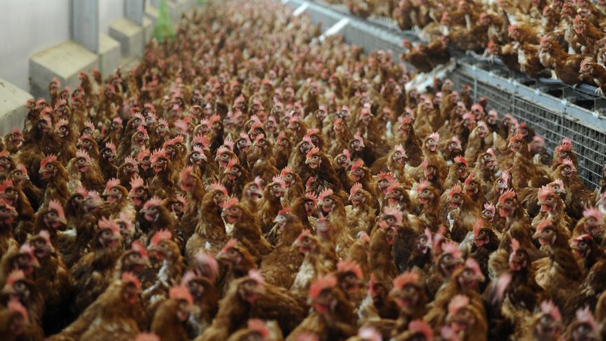 La Xunta autoriza con condiciones la instalación de una granja con capacidad para 216.000 gallinas en Curtis