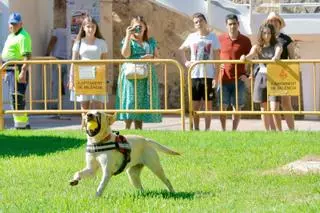 La segunda edición del concurso de belleza canina se celebra en Xàtiva