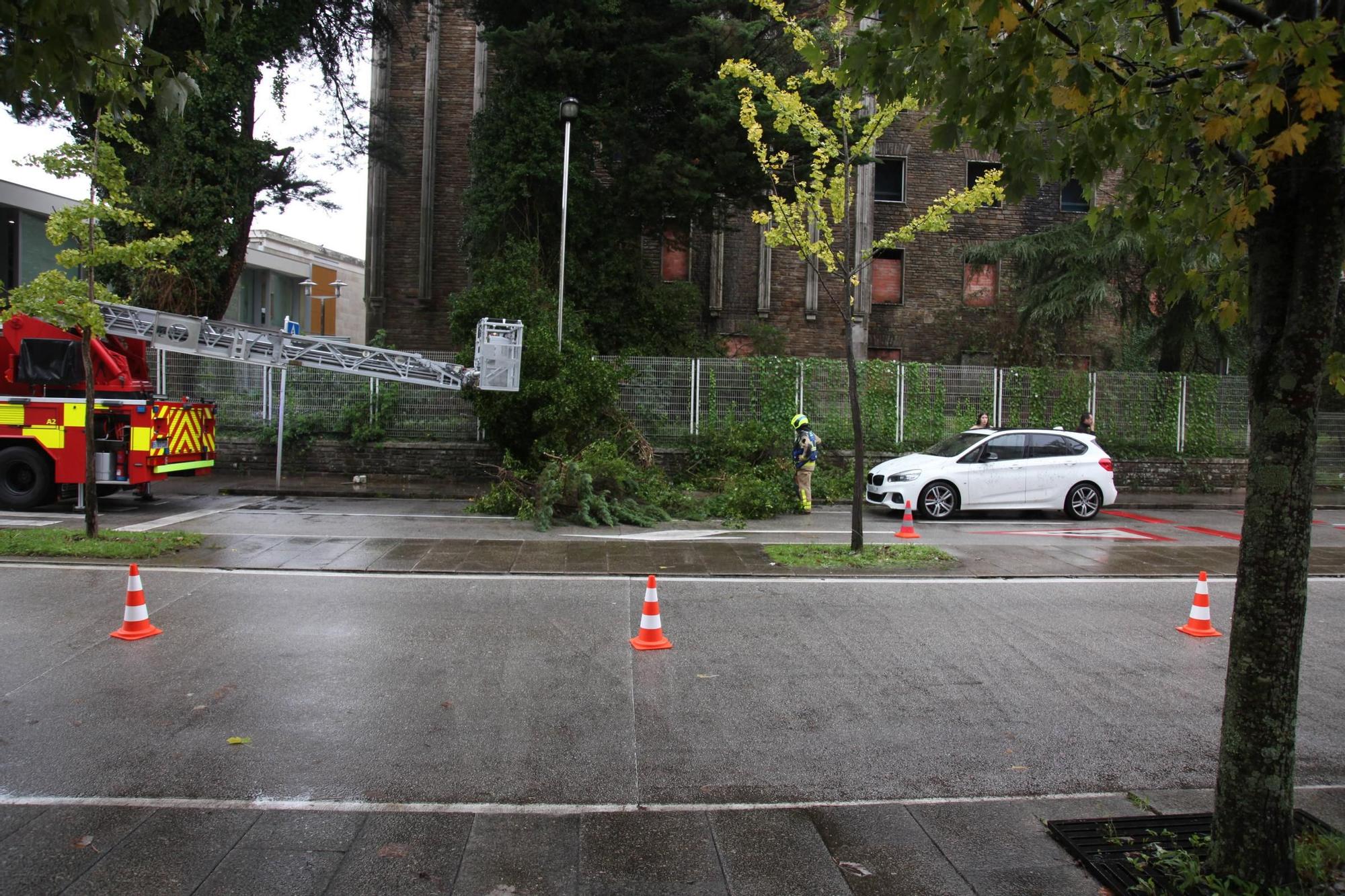 Un árbol del antiguo Hospital de Galeras se desploma sobre un vehículo en Santiago