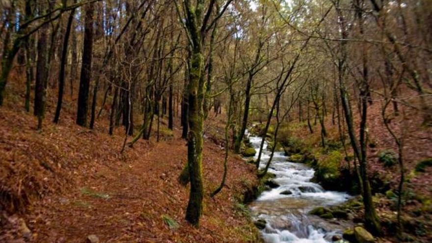 Un sendero que va de San Salvador de Meis al curro de A Escusa, en el monte Castrove.  // Iñaki Abella