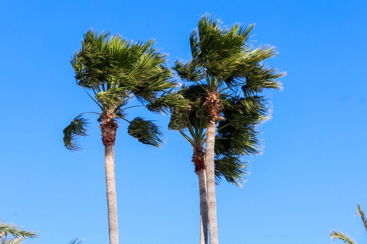 Temporal en ses Figueretes.