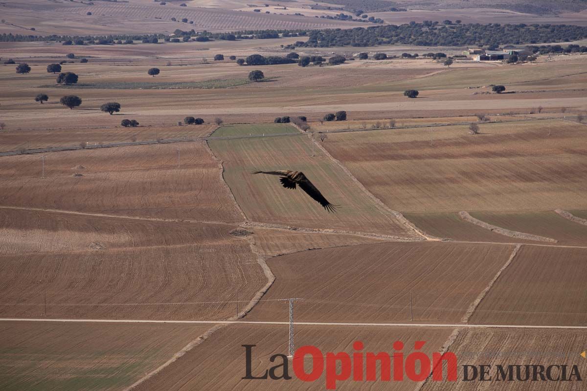 Suelta de dos buitres leonados en la Sierra de Mojantes en Caravaca