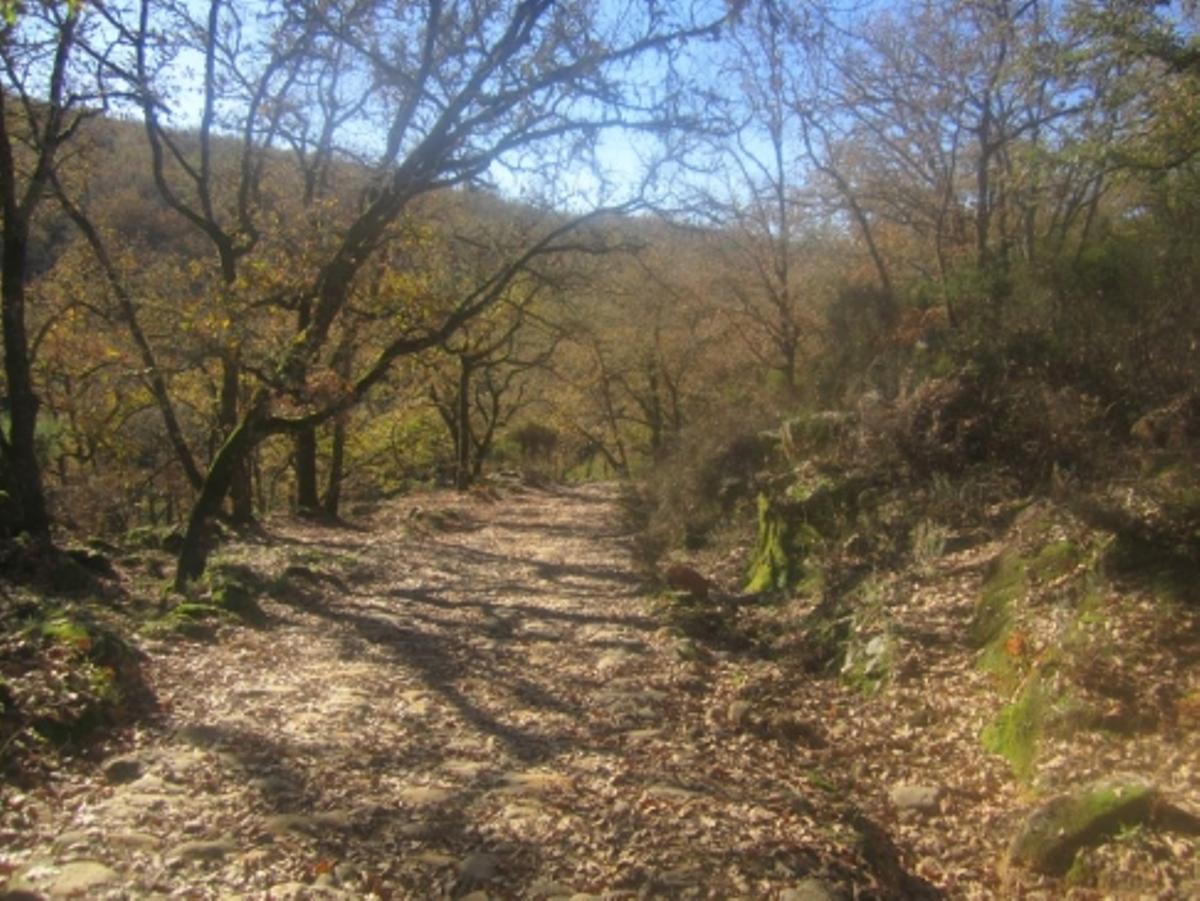 Camino de Valfrío, en Cuacos de Yuste.