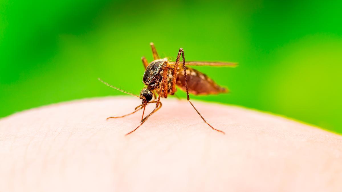 El truco de los jardineros para ahuyentar al mosquito: la planta que debes poner en tu dormitorio